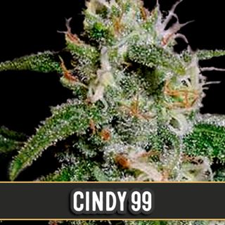 9175 - Cindy 99 3 u. fem. Blimburn Seeds