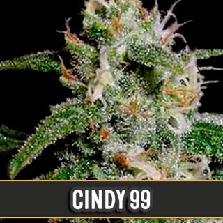 Cindy 99 3 u. fem. Blimburn Seeds