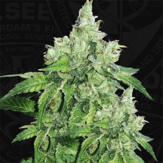 8032 - Citron Givre   5 u. fem. T.H. Seeds