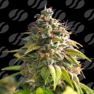Citrus Slurp 10 u. fem. Original Sensible