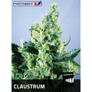 3432 - Claustrum 2.0 -  3 u. fem. Positronics Seeds