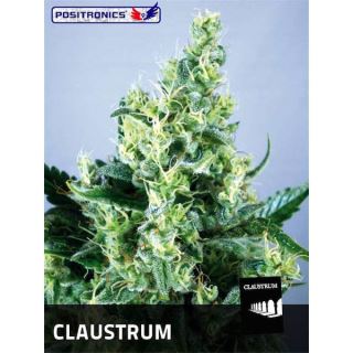 6440 - Claustrum 25 u. fem. Positronics Seeds