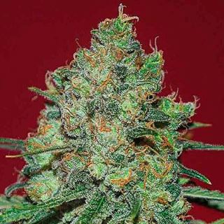 Clinical White CBD  1 u. fem. Expert Seeds