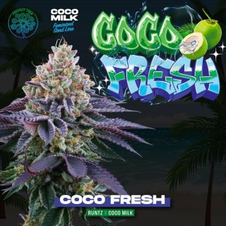 26157 - Coco Fresh 3 u. fem Perfect Tree