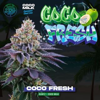 20374 - Coco Fresh 6 u. fem Perfect Tree