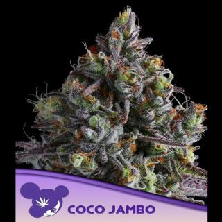 Coco Jambo  3 u. fem Anesia