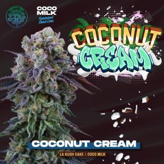 20376 - Coconut Cream 6 u. fem Perfect Tree