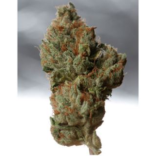 CCK5 - Cold Creek Kush  5 u. reg. T.H. Seeds