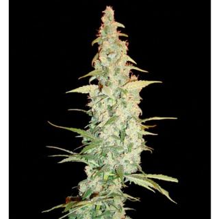 CTR3 - Cole Train 3 u. fem. Reserva Privada. DNA Genetics