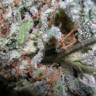 CIP - Coleccion Indica Pack  6 u. Paradise Seeds