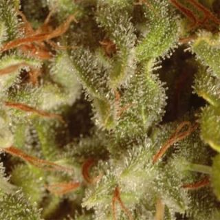 CSP - Coleccion Sativa Pack  6 u. Paradise Seeds