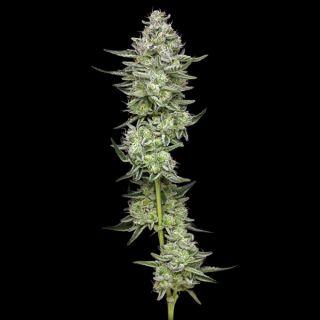 Collieman Kush 3 u. fem Humbold Seeds Company