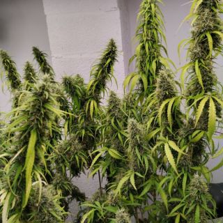 26226 - Colossus 1 u. fem. Ace Seeds