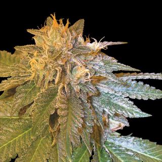 Confidential 12 u. reg. CFF DNA Genetics