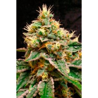 COCH - Confidential Cheese 3 u. fem. Reserva Privada.  DNA Genetics