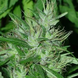26240 - Congo   5 u. Regular Ace Seeds