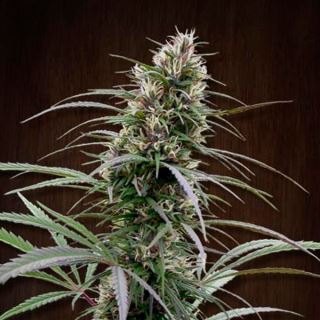 Congo  1 u. fem. Ace Seeds