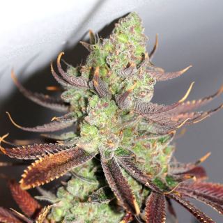 Conspiracy Kush 5 u. reg. TGA-SUBCOOL