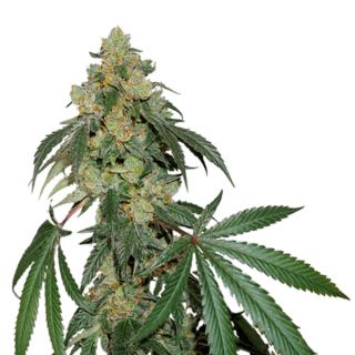 Cookies Fast fem.  3 u. Seedstockers