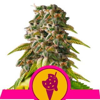 11811 - Cookies Gelato  5 u. fem. Royal Queen