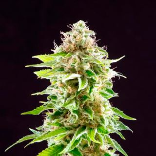 Cookies Haze   1 u. fem. Kannabia Seeds