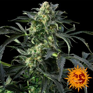 6190 - Cookies Kush  3 u. fem. Barney´s