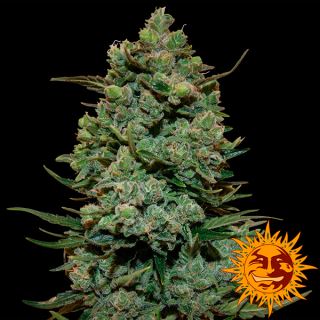 CKK5B - Cookies Kush  5 u. fem. Barney´s