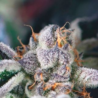 10763 - Cookies USA  5 u. fem. Pyramid Seeds