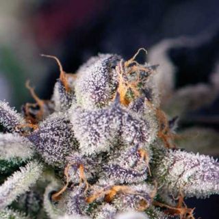 25105 - Cookies USA  7 u. Reg. Pyramid Seeds