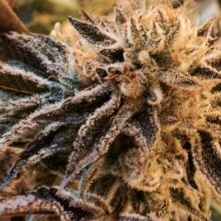 Corleone Kush 6 u. fem. The Cali Connection