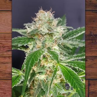 Country Girl 3 ud fem The Outlaw Seeds