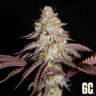 26352 - Crash Crimes 6 u. fem  Grand Cru Genetics