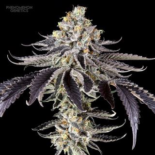 20707 - Crazy Melon  10 u. fem Phenomenom Genetics