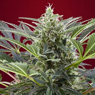 PRO62 - Cream 47 -   5+2 u. fem. Sweet Seeds