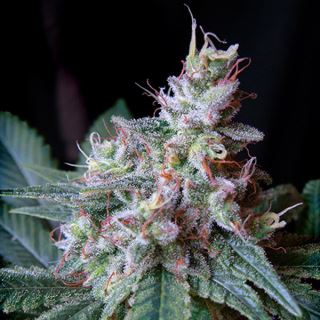 PRO63 - Cream Caramel   3+1 u. fem. Sweet seeds