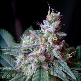 Cream Caramel  25 u. fem. Granel Profesionales Sweet Seeds