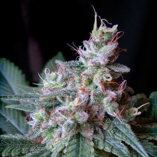 CC100 - Cream Caramel 100 u. fem. Granel Profesionales Sweet Seeds