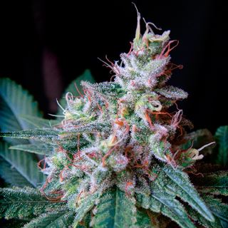 Cream Caramel Fast Version  25 u. fem. Granel Profesionales Sweet Seeds