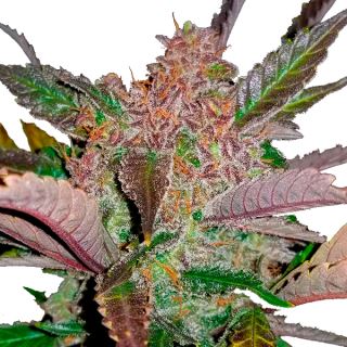 9887 - Cream Cookies Auto 10 u. fem. FastBuds Seeds