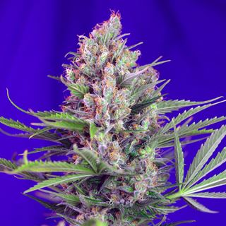 PRO67 - Cream Mandarine Fast Version   3+1 u. fem. Sweet Seeds