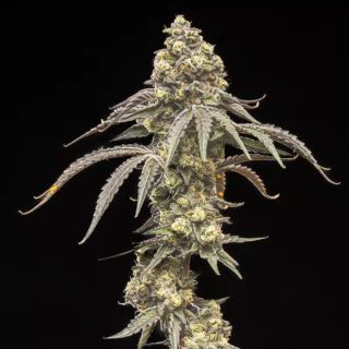 27528 - Creamy Kush Gas  5 u. fem World of Breeders