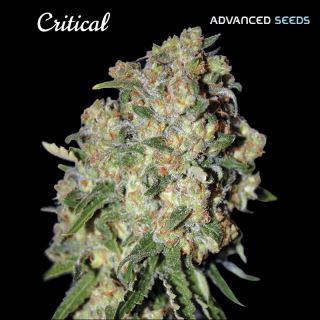 17161 - Critical   5 + 2 u. fem. Advanced Seeds