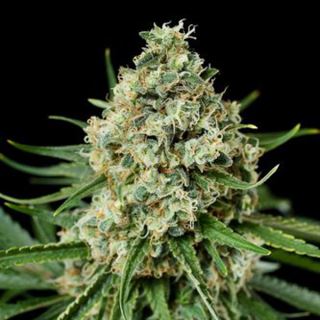 6001 - Critical + 2.0 -  25 u. fem. Dinafem