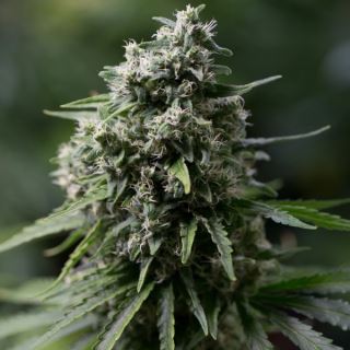 Critical + 2.0 -  5 ud Silent Seeds