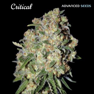 6846 - Critical  25 u. fem. Advanced Seeds