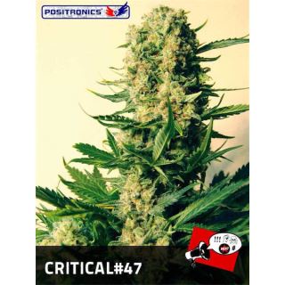 Critical #47 -  1 u. fem. Positronics Seeds