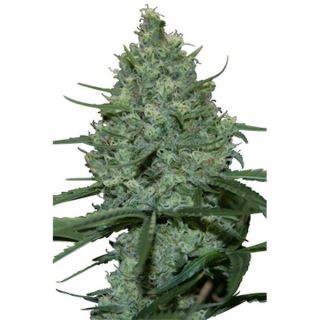 CRSM - Critical 5 u. fem. Seedmakers