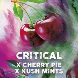 21234 - Critical Cherry  3 u. fem. Tramuntana Seeds