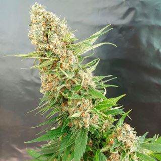 Critical Gorilla  1 u. fem. Expert Seeds