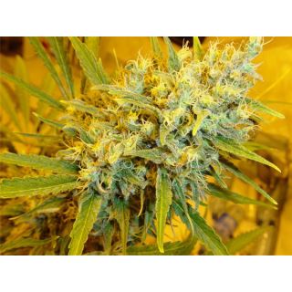 CH15RMN - Critical Haze (Critical Mass x Afghan Haze)15 u. reg Mr. Nice Ed. Limitada